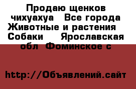 Продаю щенков чихуахуа - Все города Животные и растения » Собаки   . Ярославская обл.,Фоминское с.